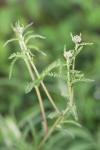 Achillea millefolium