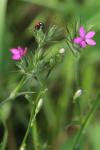 Dianthus armeria
