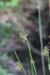 Juncus effusus