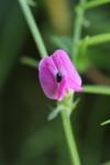 Vicia sativa