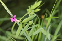 Vicia sativa