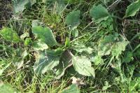 Plantago major