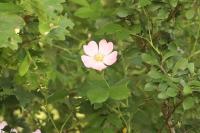 Rosa canina