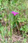 Dianthus armeria