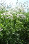 Oenanthe crocata