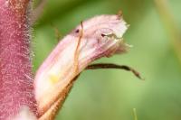 Orobanche amethystea