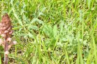 Eryngium campestre