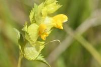 Rhinanthus minor