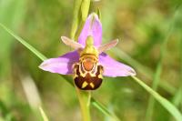 Ophrys apifera