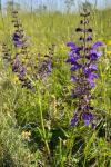 Salvia pratensis