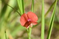 Lathyrus sphaericus