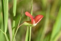 Lathyrus sphaericus