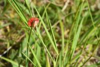 Lathyrus sphaericus