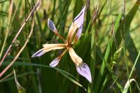 Iris foetidissima