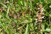 Orobanche minor