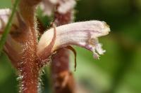 Orobanche minor
