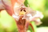 Orobanche minor