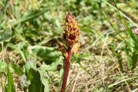 Orobanche gracilis