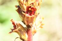Orobanche gracilis