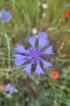 Cyanus segetum