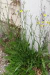 Crepis capillaris