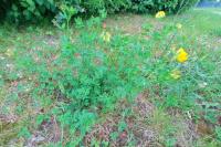 Lotus corniculatus