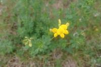 Lotus corniculatus