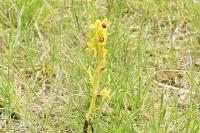 Ophrys lutea