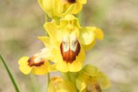 Ophrys lutea