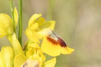 Ophrys lutea