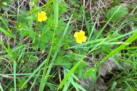 Potentilla erecta