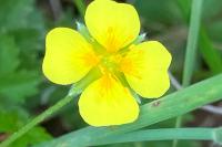 Potentilla erecta