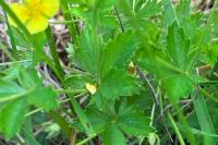 Potentilla erecta