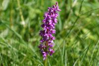 Orchis mascula