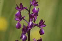 Anacamptis laxiflora