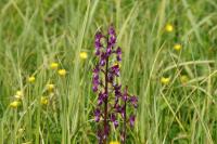 Anacamptis laxiflora