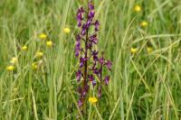 Anacamptis laxiflora