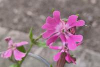 Silene dioica