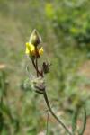 Tuberaria guttata