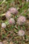 Trifolium arvense