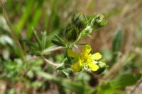 Potentilla argentea
