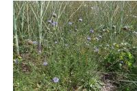 Jasione montana