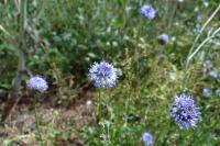 Jasione montana