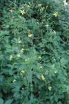 Lactuca muralis