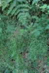 Poa nemoralis