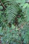 Poa nemoralis