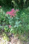 Centranthus ruber