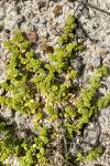 Herniaria glabra