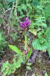 Anacamptis pyramidalis