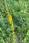 Agrimonia eupatoria